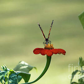 Red Mexican Sunflower Butterfly by Gary Shindelbower