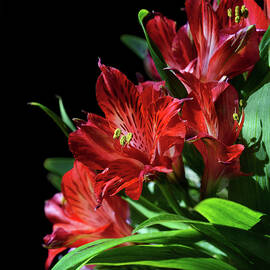Red Peruvian Lilies