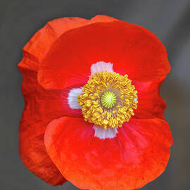 Red Poppy 2021-1 by Thomas Young