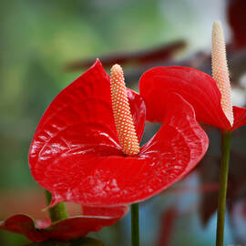 Red Anthurium Square Format by Marilyn DeBlock