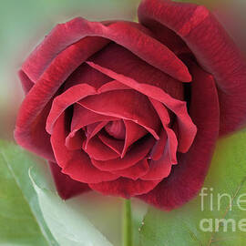 Red, Red Rose by Elaine Teague