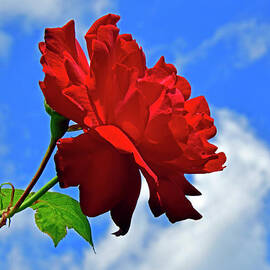 Red rose against blue sky by Tibor Tivadar Kui
