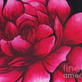 Red Rose Macro by Trudee Hunter