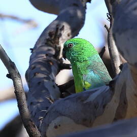 Red-rumped Parrot by Doug Wilson
