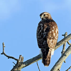 Red-shouldered Hawk 476, Indiana by Steve Gass