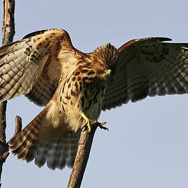 Red-shouldered Hawk 650, Indiana by Steve Gass