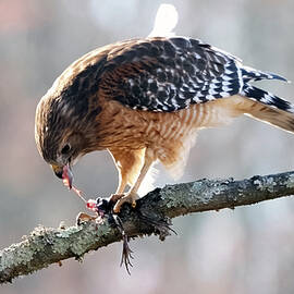 Red-shouldered Hawk And Frog by Jack Nevitt