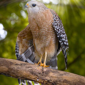 Red Shouldered Hawk Display by Mark Andrew Thomas