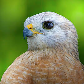 Red Shouldered Hawk Portrait by Mark Andrew Thomas