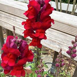 Red Snapdragon  by Catherine Ludwig Donleycott