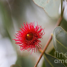 Red Solo Eucalyptus Flower  by Joy Watson