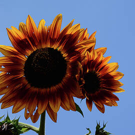 Red Sunflowers against blue sky by Brigitta Diaz