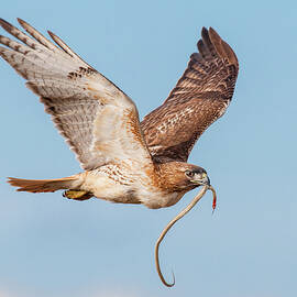 Red-tail Hawk's Successful Hunt by Ray Whitt