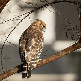 Red Shouldered Hawk I by Chris Hardee