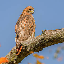 Red Tailed Hawk In Autumn #2 by Morris Finkelstein