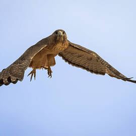 Red-tailed Hawk on take off by Rosemary Woods Images