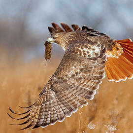 Red-tailed Hawk with Vole by Ray Whitt