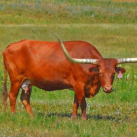 Red Texas Longhorn Cow in Pasture by Gaby Ethington