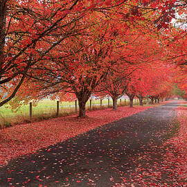 Red Trees 10-22-346 by Mike Penney