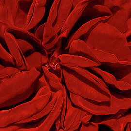 Red Velvet Rose by Elena Francis