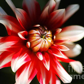 Red White Dahlia Flower Eye  by Joy Watson