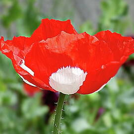 Red White-spotted Poppy by Lyuba Filatova