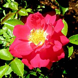 Red Wild Rose by Stephanie Moore
