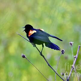 Red Wing Blackbird Calling by Craig Wood