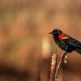 Red Winged Black Bird by Pamela Dunn-Parrish