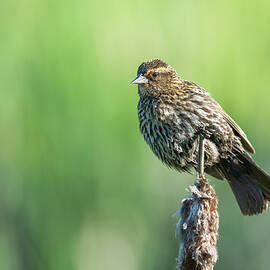 Red-winged Blackbird Perched on a Bulrush by Christina Stobbs