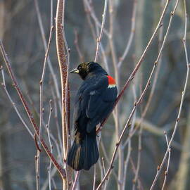 Red-winged Blackbird Male in Spring by Lyuba Filatova