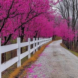 Redbud Rails by Sven Andersen