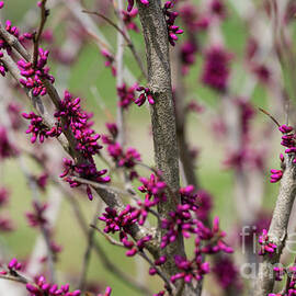 Redbud Tree Buds Abstract by Jennifer White