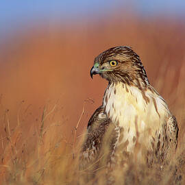 Redtail Hawk by Tim Fitzharris