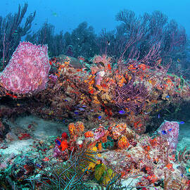 Reef Life by Sandra Edwards