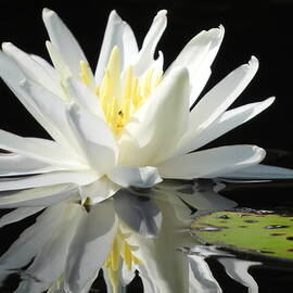 Reflected Waterlily by Robert Sharpe
