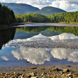 Reflecting on the Pond by Carol McGrath