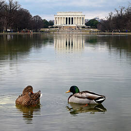 Reflecting Pool Visitors by Steven Nelson
