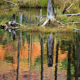 Reflection in a Beaver Pond #5039 by Dan Beauvais