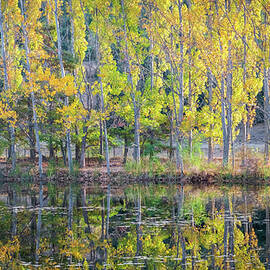 Reflection of Poplar Trees with Fall Colors in a Lake by Alexios Ntounas