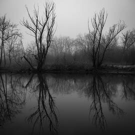 Reflection of trees at Elizabeth Park by Michael Mastre