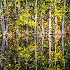 Reflection of Trees in a Lake in Autumn by Alexios Ntounas