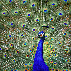 Regal Peacock