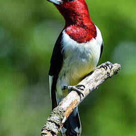 Regal Red-headed Woodpecker by Cindy Treger