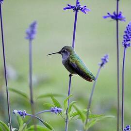 Relaxed Hummingbird in Green by Carol Groenen