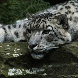 Relaxing Snow Leopard by James Dower