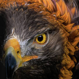 Rembrandt Golden Eagle by Wes and Dotty Weber