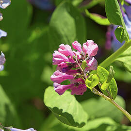 Renegades - Bluebells - SRSP - VA by Marci Beard