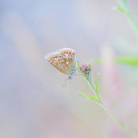 Resting Common Blue Butterfly by Anita Nicholson