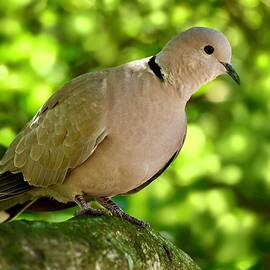 Resting Eurasian Collared Dove by Richard Bryce and Family